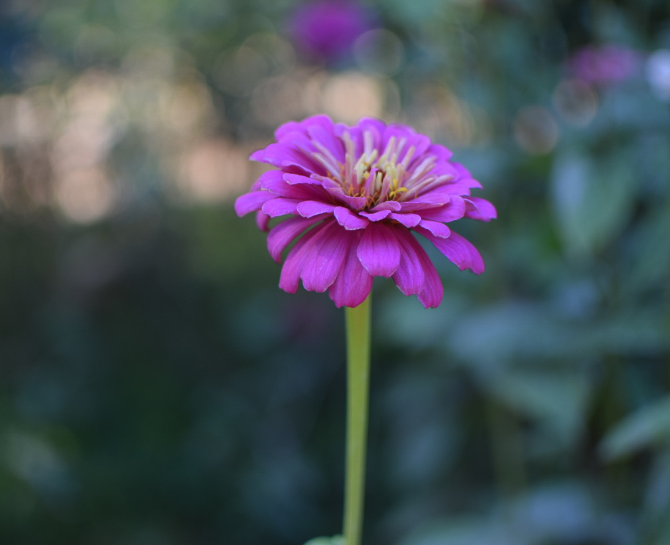 a lone purple flower